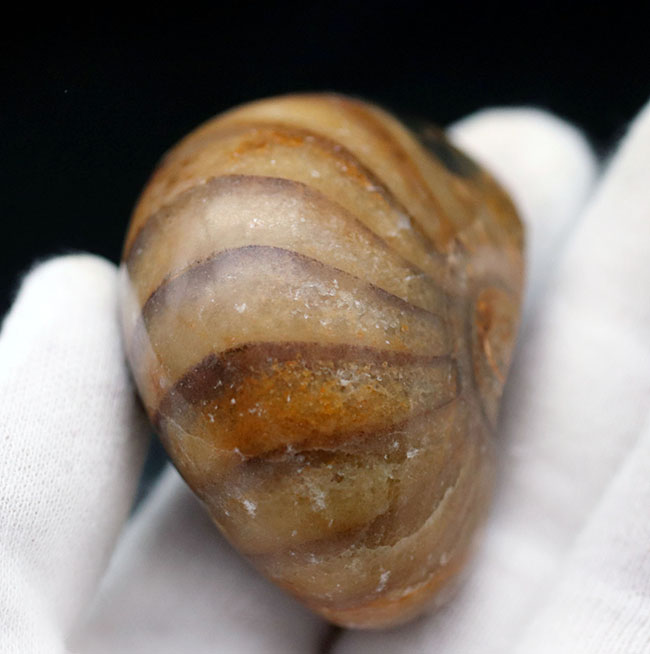 何度でも地球規模の大絶滅を乗り越えた、不死鳥のごとき生物、オウムガイ（Nautilus）の化石（その6）