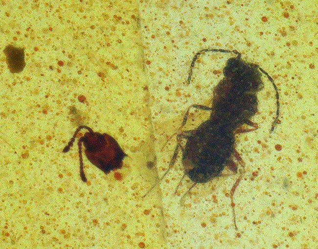 約1億年を凝縮した小さなタイムカプセル！ミャンマー産琥珀、バーマイト（Burmite）（その1）