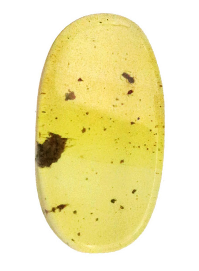 約1億年を凝縮した小さなタイムカプセル！ミャンマー産琥珀、バーマイト（Burmite）（その2）