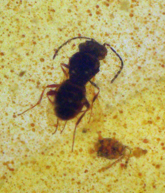 約1億年を凝縮した小さなタイムカプセル！ミャンマー産琥珀、バーマイト（Burmite）（その3）