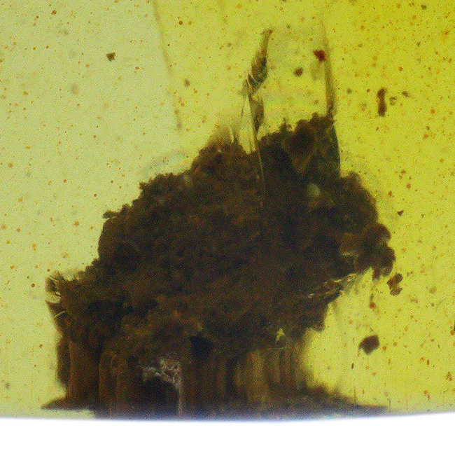 約1億年を凝縮した小さなタイムカプセル！ミャンマー産琥珀、バーマイト（Burmite）（その4）