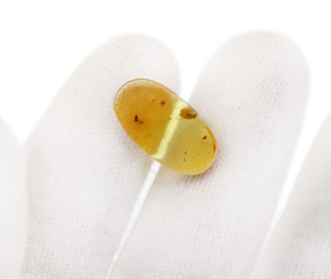 約1億年を凝縮した小さなタイムカプセル！ミャンマー産琥珀、バーマイト（Burmite）（その5）