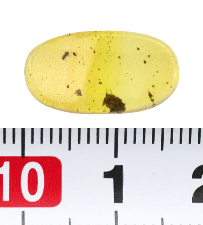 約1億年を凝縮した小さなタイムカプセル！ミャンマー産琥珀、バーマイト（Burmite）（その7）