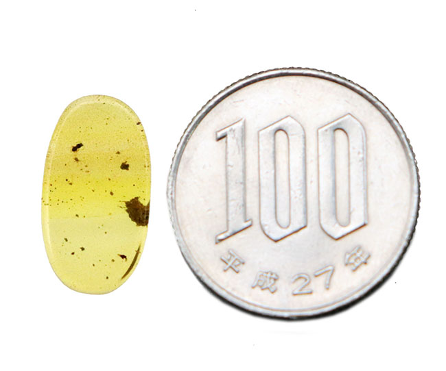 約1億年を凝縮した小さなタイムカプセル！ミャンマー産琥珀、バーマイト（Burmite）（その8）