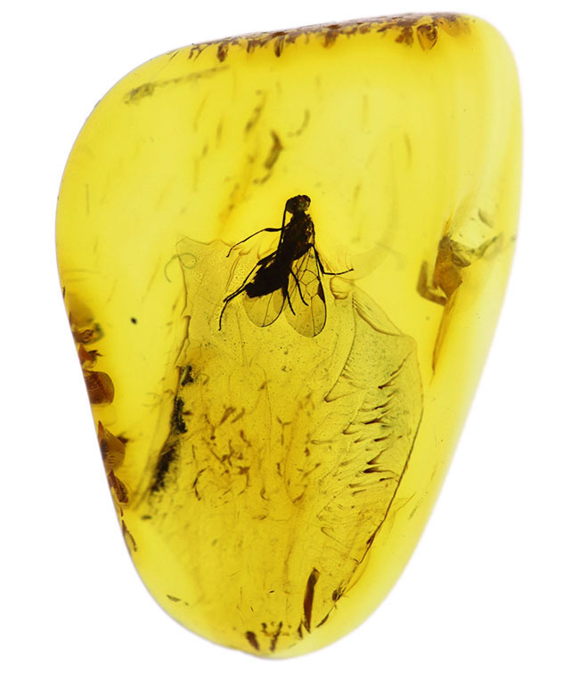 非常に希少なコマユバチ科の羽虫を内包した美しきリトアニンゴールド（バルト海産の琥珀）（その2）