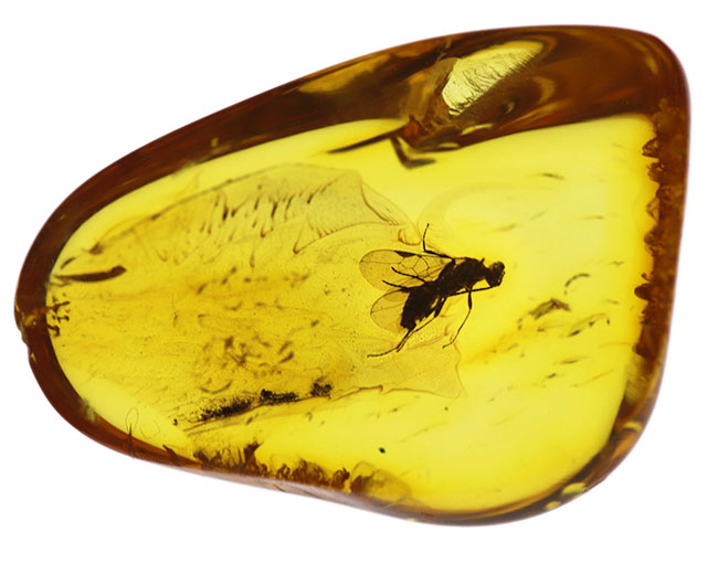 非常に希少なコマユバチ科の羽虫を内包した美しきリトアニンゴールド（バルト海産の琥珀）（その3）