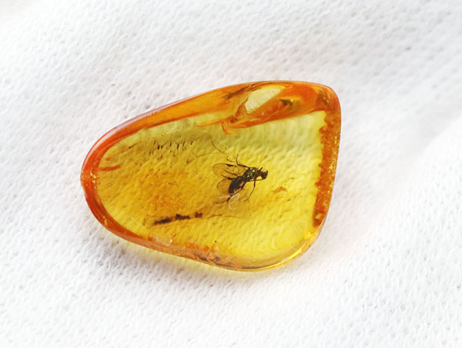 非常に希少なコマユバチ科の羽虫を内包した美しきリトアニンゴールド（バルト海産の琥珀）（その5）