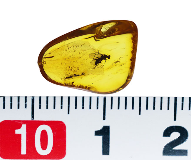 非常に希少なコマユバチ科の羽虫を内包した美しきリトアニンゴールド（バルト海産の琥珀）（その7）