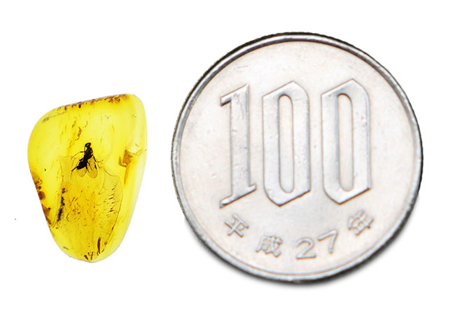非常に希少なコマユバチ科の羽虫を内包した美しきリトアニンゴールド(バルト海産の琥珀)(その8)