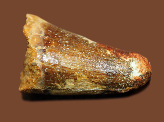 白亜紀およそ1億年前の恐竜歯化石。モロッコ産スピノサウルス(Spinosaurus)。サービスプライスにて。(その1)