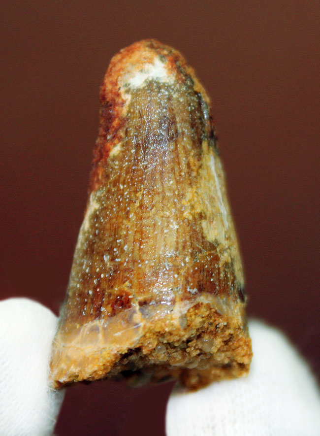 白亜紀およそ1億年前の恐竜歯化石。モロッコ産スピノサウルス(Spinosaurus)。サービスプライスにて。(その2)