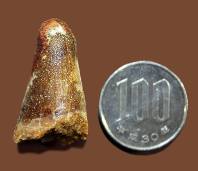 白亜紀およそ1億年前の恐竜歯化石。モロッコ産スピノサウルス