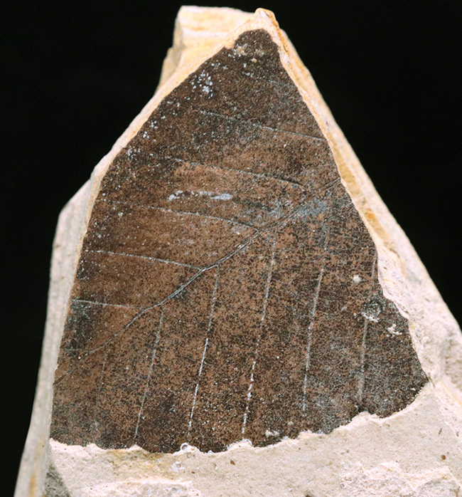 断続的に積み重なった頁岩が特徴的、栃木県塩原産、数十年前に湖底だった地層から採集された木の葉の化石（その2）