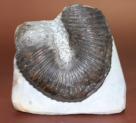 白亜紀北海道産、異様な異常巻きアンモナイト、ティプロモセラスの殻のカーブ部分。（その1）