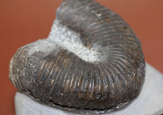 白亜紀北海道産、異様な異常巻きアンモナイト、ティプロモセラスの殻のカーブ部分。（その10）