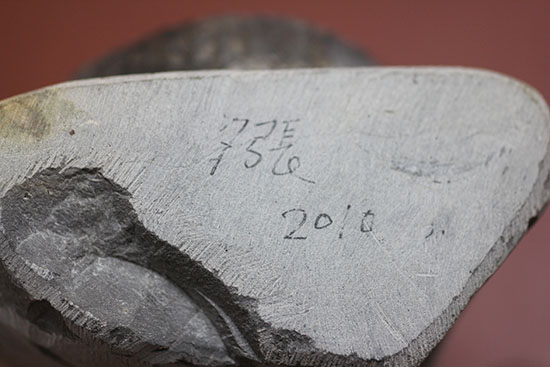 白亜紀北海道産、異様な異常巻きアンモナイト、ティプロモセラスの殻のカーブ部分。(その11)