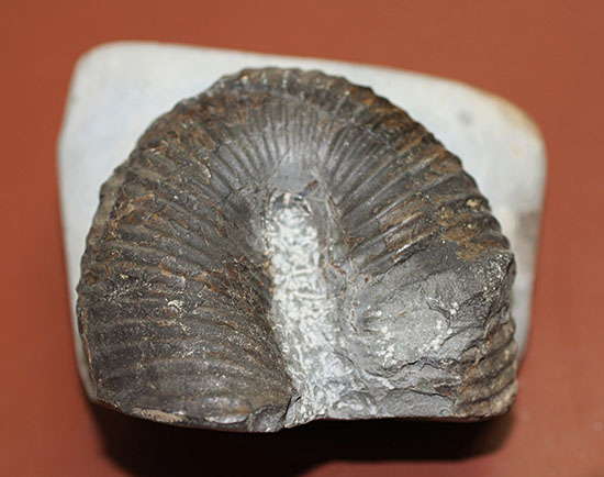 白亜紀北海道産、異様な異常巻きアンモナイト、ティプロモセラスの殻のカーブ部分。（その12）