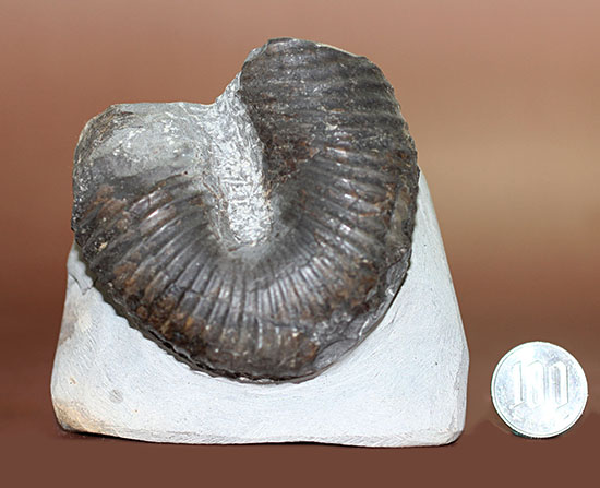 白亜紀北海道産、異様な異常巻きアンモナイト、ティプロモセラスの殻のカーブ部分。（その13）