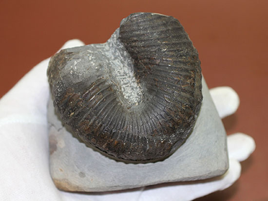 白亜紀北海道産、異様な異常巻きアンモナイト、ティプロモセラスの殻のカーブ部分。（その3）