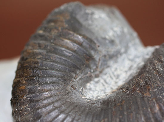 白亜紀北海道産、異様な異常巻きアンモナイト、ティプロモセラスの殻のカーブ部分。（その6）