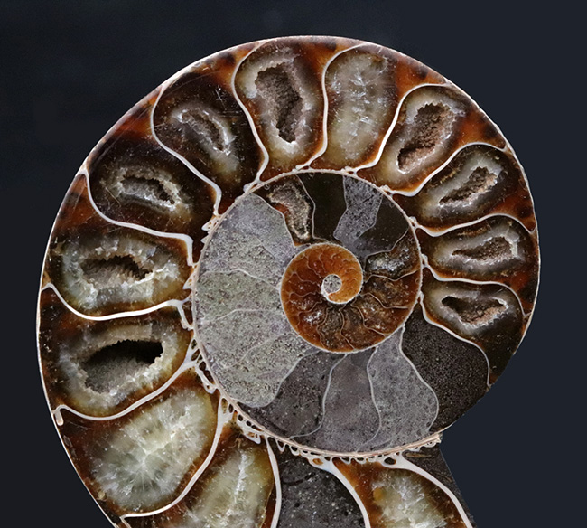 極上のハーフカットアンモナイトのカット＆ポリッシュ標本。密巻きアンモナイト、フィロセラス（その6）