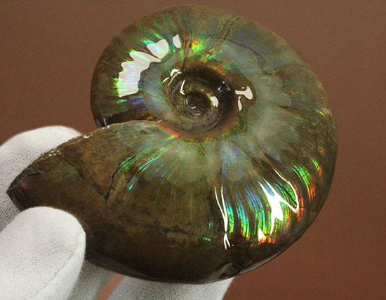虹色あり！素晴らしい青系標本、マダガスカル産光るアンモナイト（その10）