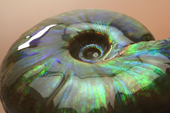 虹色あり！素晴らしい青系標本、マダガスカル産光るアンモナイト（その12）