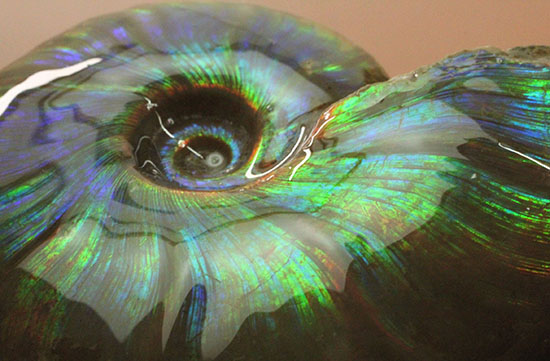 虹色あり！素晴らしい青系標本、マダガスカル産光るアンモナイト（その13）