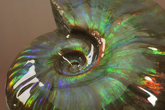 虹色あり！素晴らしい青系標本、マダガスカル産光るアンモナイト（その15）