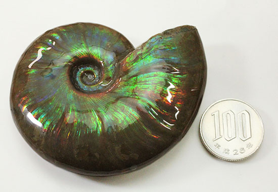 虹色あり!素晴らしい青系標本、マダガスカル産光るアンモナイト(その17)