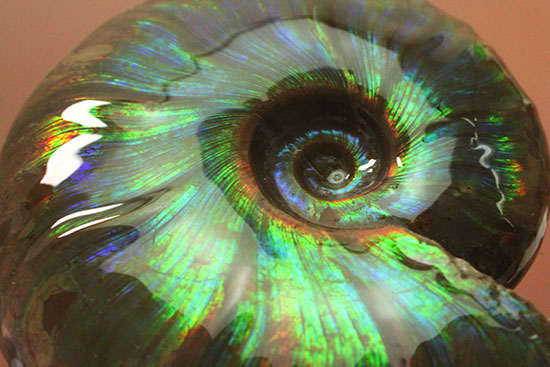 虹色あり！素晴らしい青系標本、マダガスカル産光るアンモナイト（その2）