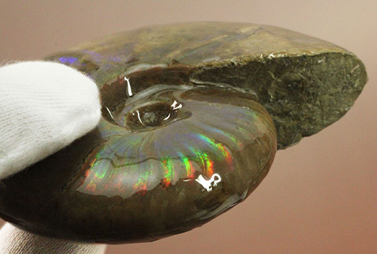 虹色あり！素晴らしい青系標本、マダガスカル産光るアンモナイト（その9）