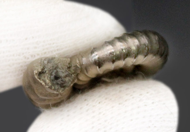 人気のイングランド産黄鉄鉱アンモナイト、ゴールデン・プロミクロセラス(Promicroceras)。渋い黄金色にご注目ください。(その6)