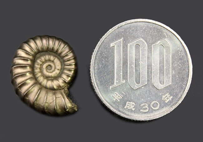 人気のイングランド産黄鉄鉱アンモナイト、ゴールデン・プロミクロセラス(Promicroceras)。渋い黄金色にご注目ください。(その7)