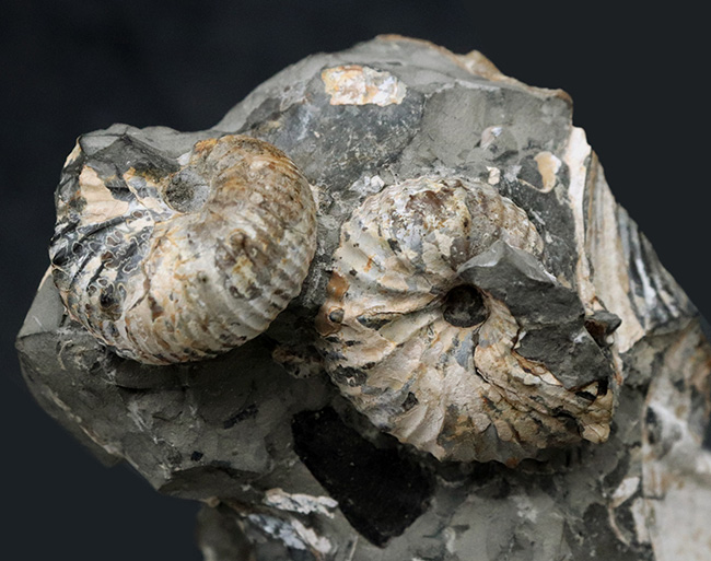 複数個体あり!米国サウスダコタ州産の珍しいアンモナイト、ディスコスカフィテス(Discoscaphites)(その2)