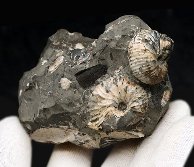 複数個体あり!米国サウスダコタ州産の珍しいアンモナイト、ディスコスカフィテス(Discoscaphites)(その3)