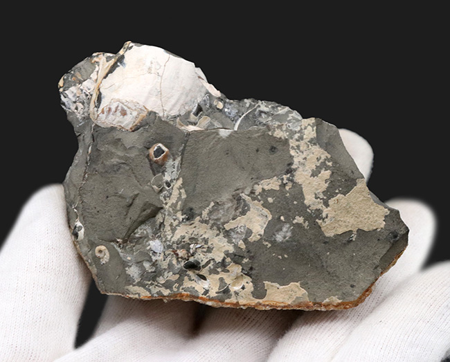 複数個体あり!米国サウスダコタ州産の珍しいアンモナイト、ディスコスカフィテス(Discoscaphites)(その4)
