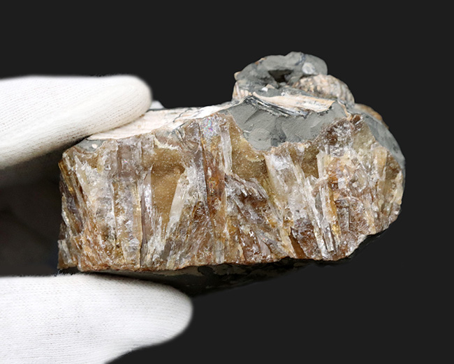 複数個体あり!米国サウスダコタ州産の珍しいアンモナイト、ディスコスカフィテス(Discoscaphites)(その5)