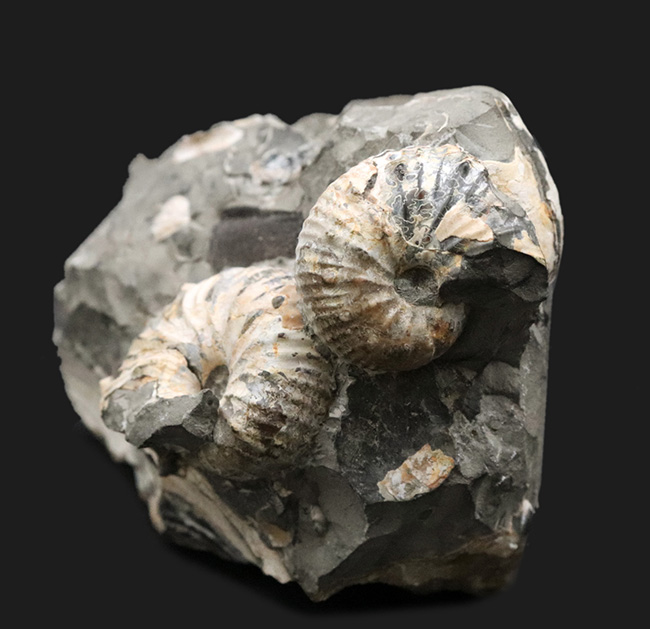複数個体あり!米国サウスダコタ州産の珍しいアンモナイト、ディスコスカフィテス(Discoscaphites)(その7)