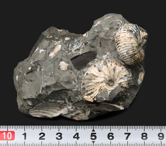 複数個体あり！米国サウスダコタ州産の珍しいアンモナイト、ディスコスカフィテス（Discoscaphites）（その8）