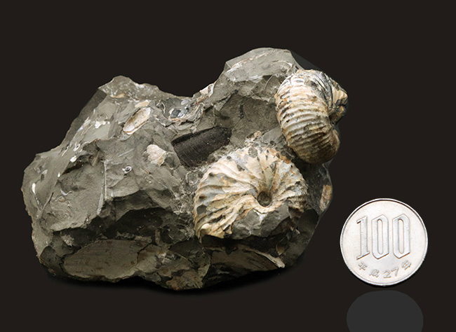 複数個体あり!米国サウスダコタ州産の珍しいアンモナイト、ディスコスカフィテス(Discoscaphites)(その9)
