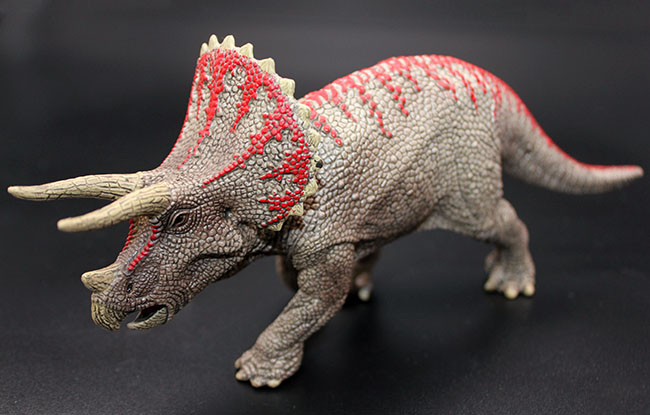 本物化石１個付き！トリケラトプス恐竜フィギュア（送料無料・ラッピング無料）（その4）
