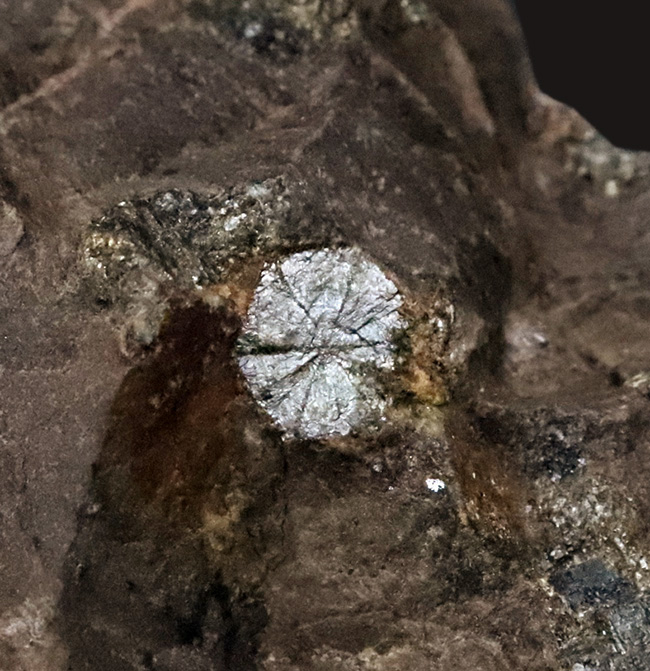 「永遠に散らない桜」京都・亀岡市産、岩石の中に可憐な桜の花が咲いたような姿を持つ不思議な石、「桜石」（その1）