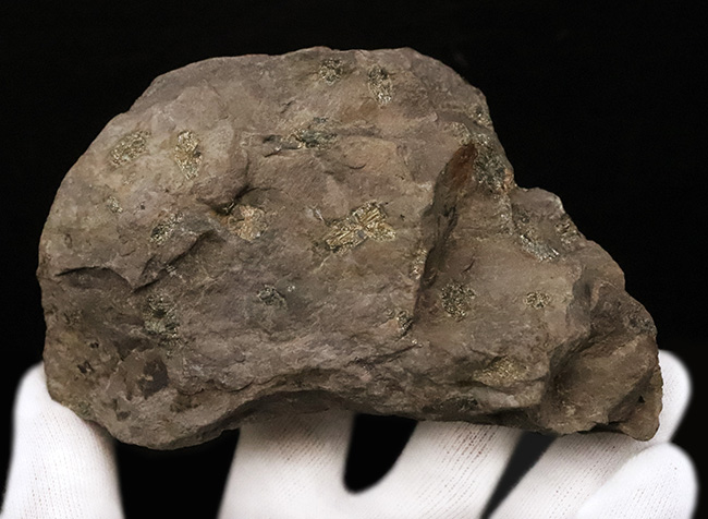 「永遠に散らない桜」京都・亀岡市産、岩石の中に可憐な桜の花が咲いたような姿を持つ不思議な石、「桜石」（その2）