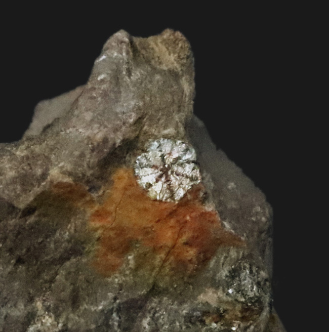 「永遠に散らない桜」京都・亀岡市産、岩石の中に可憐な桜の花が咲いたような姿を持つ不思議な石、「桜石」（その5）