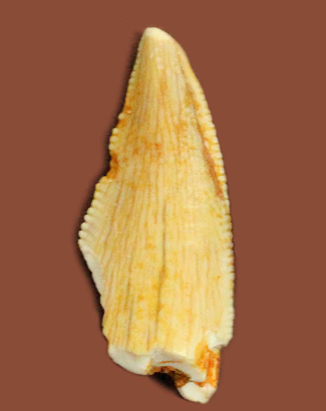 三角州の疾走者こと、デルタドロメウスの歯化石(Deltadromeus agilis)。専用展示ケース付き。(その1)