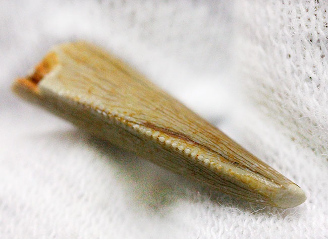 三角州の疾走者こと、デルタドロメウスの歯化石（Deltadromeus agilis）。専用展示ケース付き。（その3）