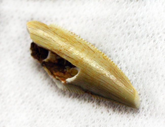 三角州の疾走者こと、デルタドロメウスの歯化石（Deltadromeus agilis）。専用展示ケース付き。（その4）