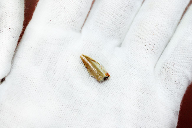 三角州の疾走者こと、デルタドロメウスの歯化石(Deltadromeus agilis)。専用展示ケース付き。(その5)