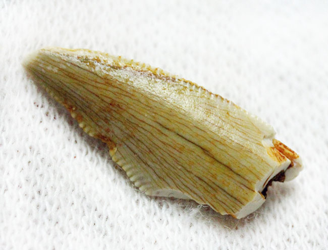 三角州の疾走者こと、デルタドロメウスの歯化石(Deltadromeus agilis)。専用展示ケース付き。(その6)
